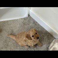 Cockapoo - Bitches
