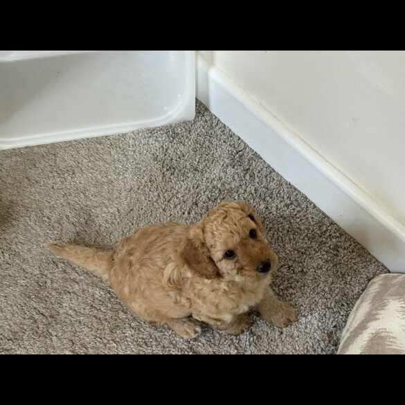 Cockapoo - Bitches