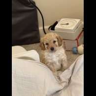Cockapoo - Bitches