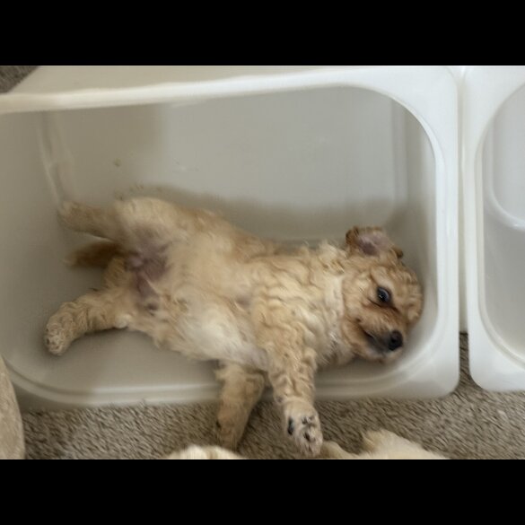 Cockapoo - Bitches