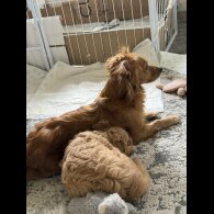 Cockapoo - Bitches