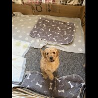 Cockapoo - Bitches