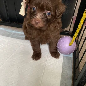 Pomapoo - Both