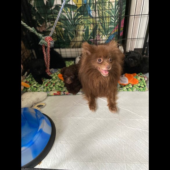 Mixed Breed - Dogs