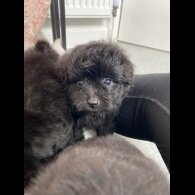 Mixed Breed - Dogs