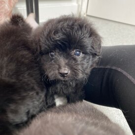 Pomapoo - Both