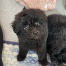 Pomapoo - Both
