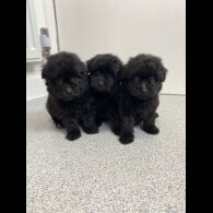 Mixed Breed - Dogs