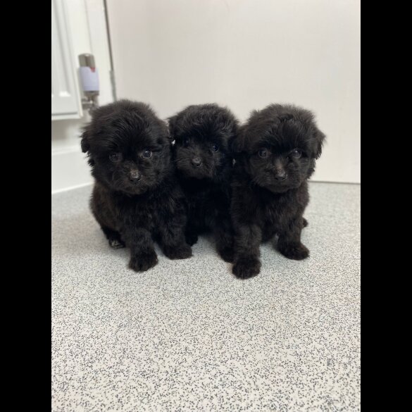 Mixed Breed - Dogs