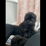 Mixed Breed - Dogs
