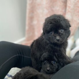 Pomapoo - Both