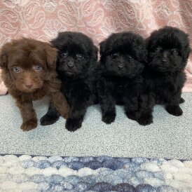 Pomapoo - Both