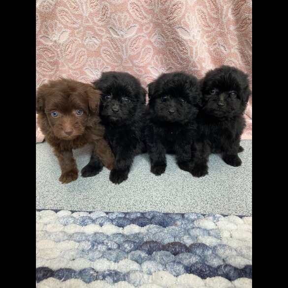Mixed Breed - Dogs