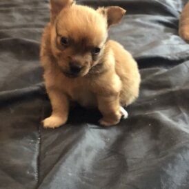 Pomchi - Both