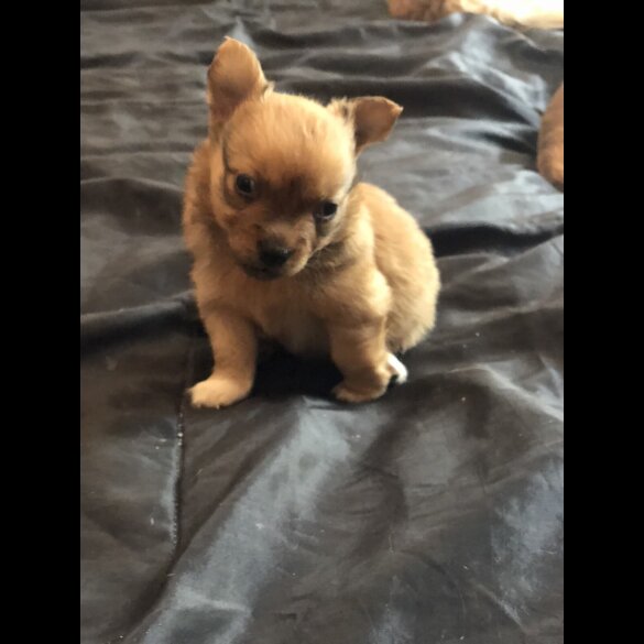 Pomchi - Both