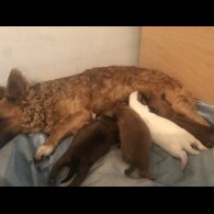 Pomchi - Both