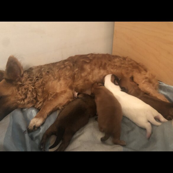 Pomchi - Both
