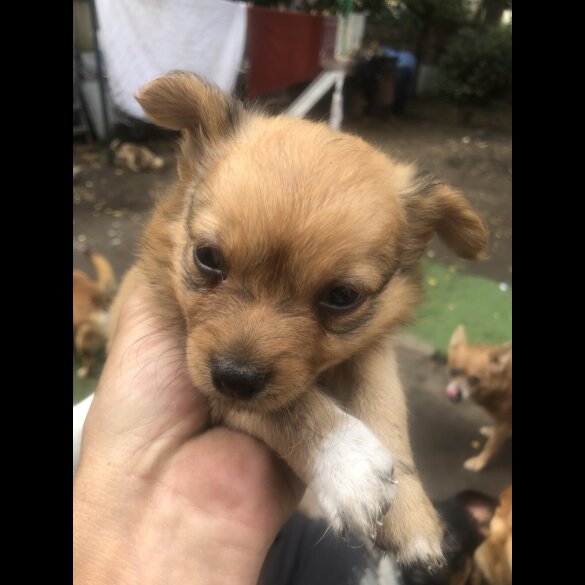 Pomchi - Both
