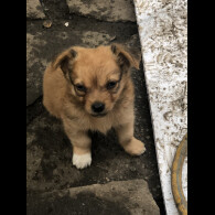 Pomchi - Both