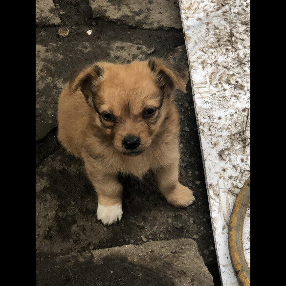 Pomchi - Both