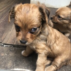 Pomchi - Both