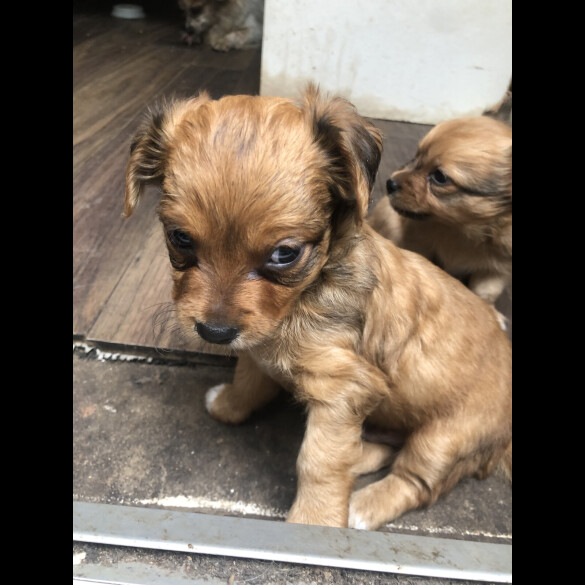 Pomchi - Both