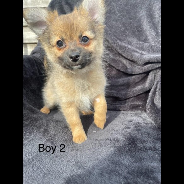 Pomchi - Both