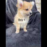 Pomchi - Both