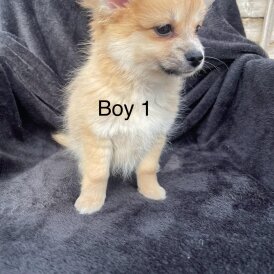 Pomchi - Both