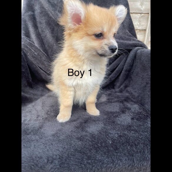 Pomchi - Both
