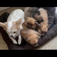 Pomchi - Both