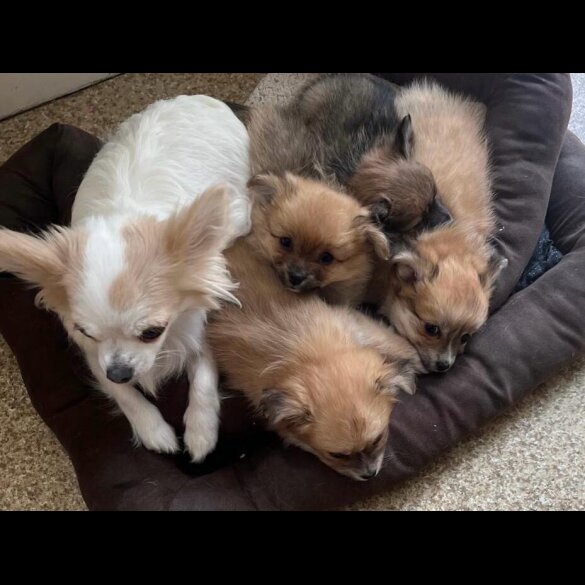 Pomchi - Both