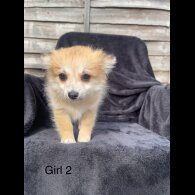Pomchi - Both