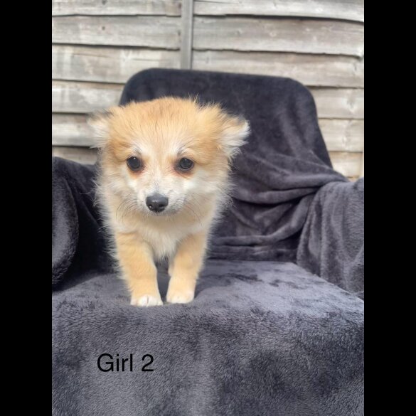 Pomchi - Both