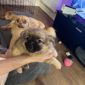 Pomeranian - Both