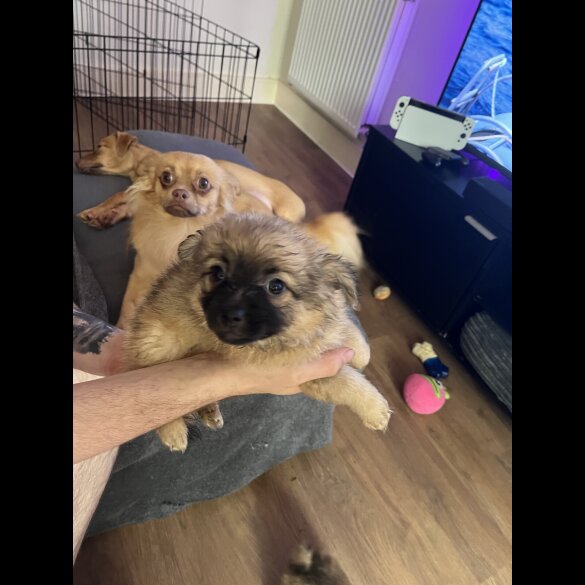 Pomeranian - Both