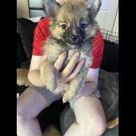 Pomeranian - Both