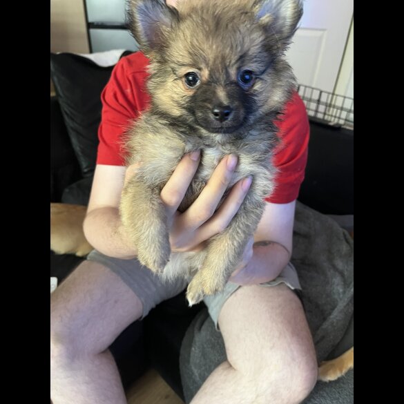 Pomeranian - Both