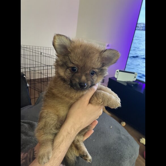 Pomeranian - Both
