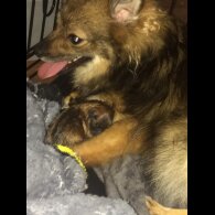 Pomeranian - Both