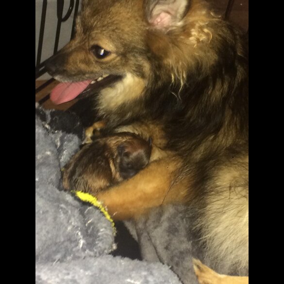 Pomeranian - Both