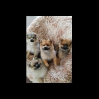 Pomeranian - Both