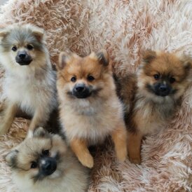 Pomeranian - Both