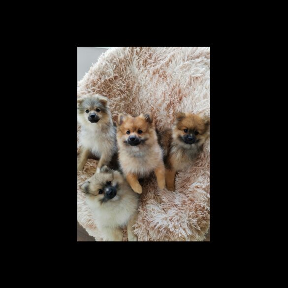 Pomeranian - Both