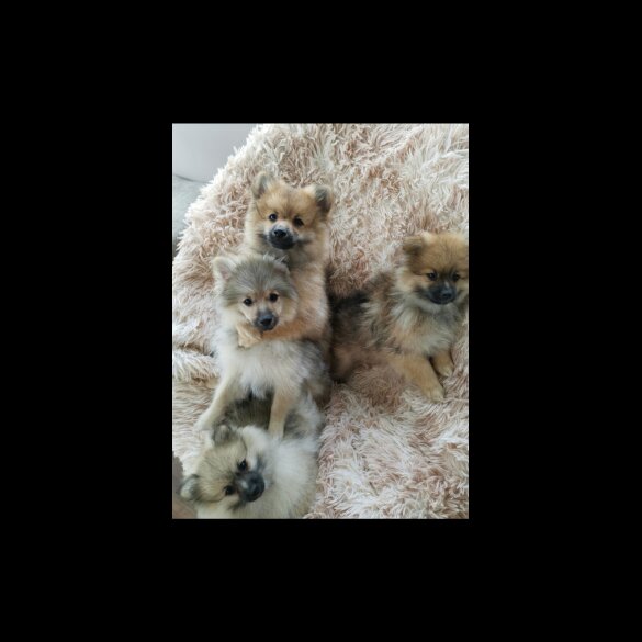 Pomeranian - Both