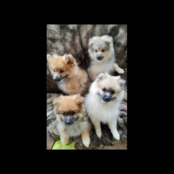 Pomeranian - Both