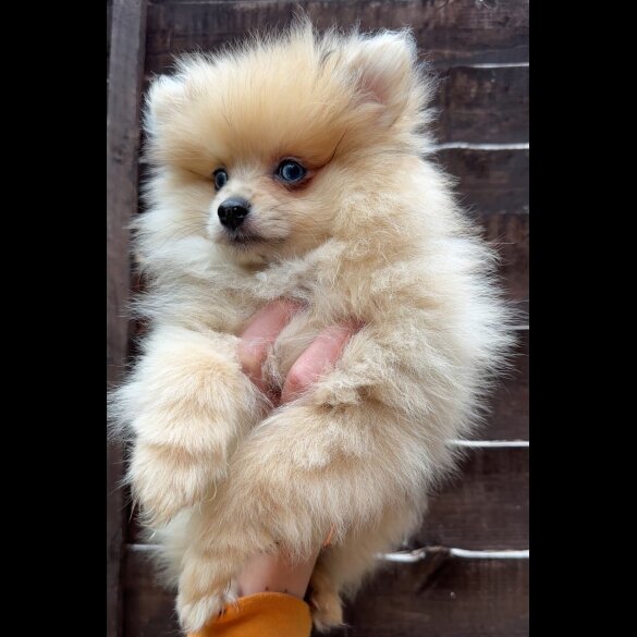 Pomeranian - Dogs