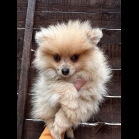 Pomeranian - Dogs