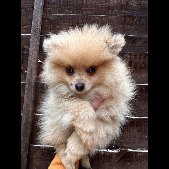 Pomeranian - Dogs