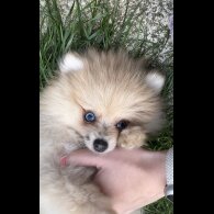 Pomeranian - Dogs